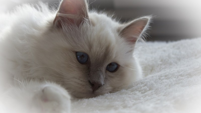 Кошка белая