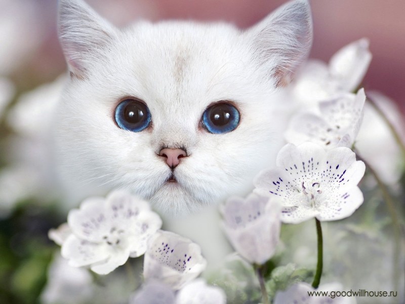 Красивая белая кошка