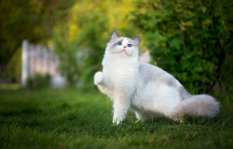 Рэгдолл кот белый