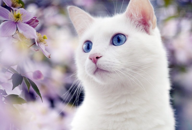 Красивая белая кошка