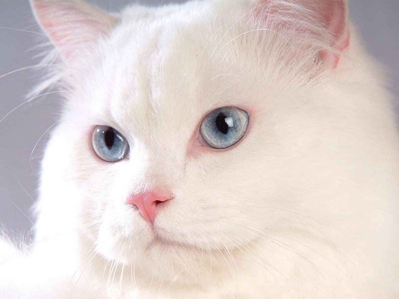 Кот британец альбинос