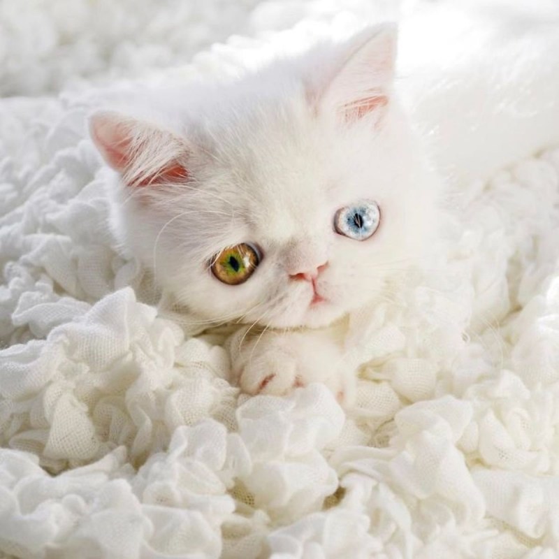 Кошка белая