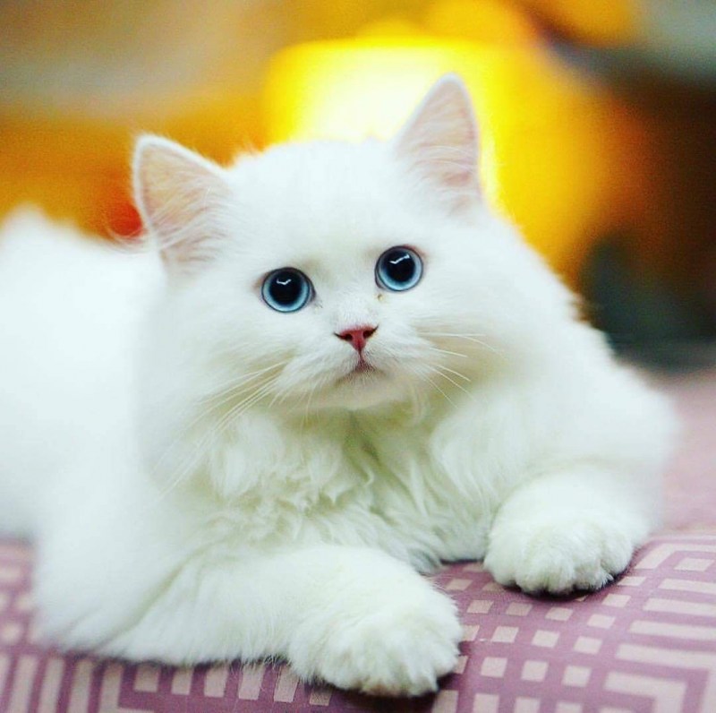Кошка белая