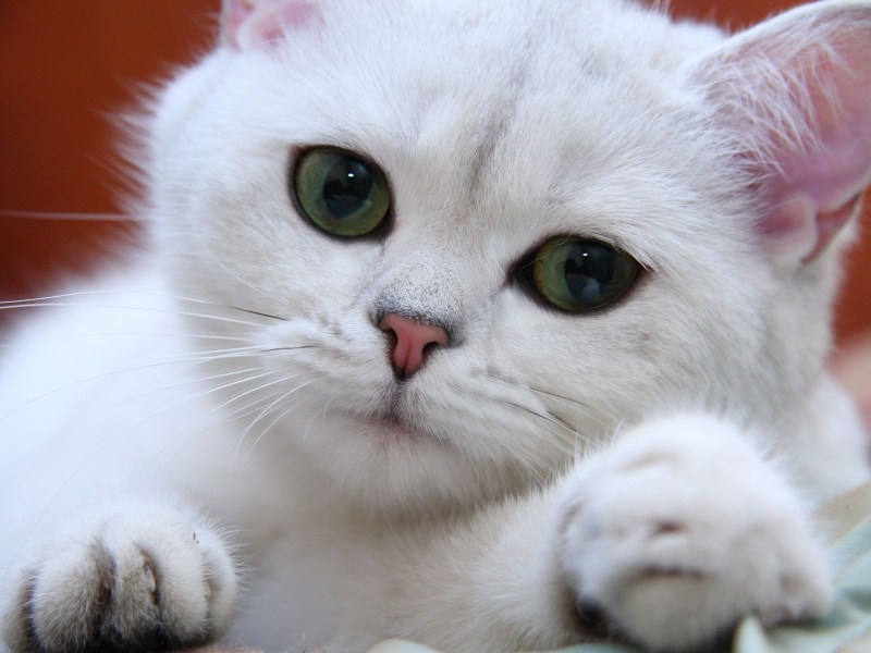 Красивая белая кошечка
