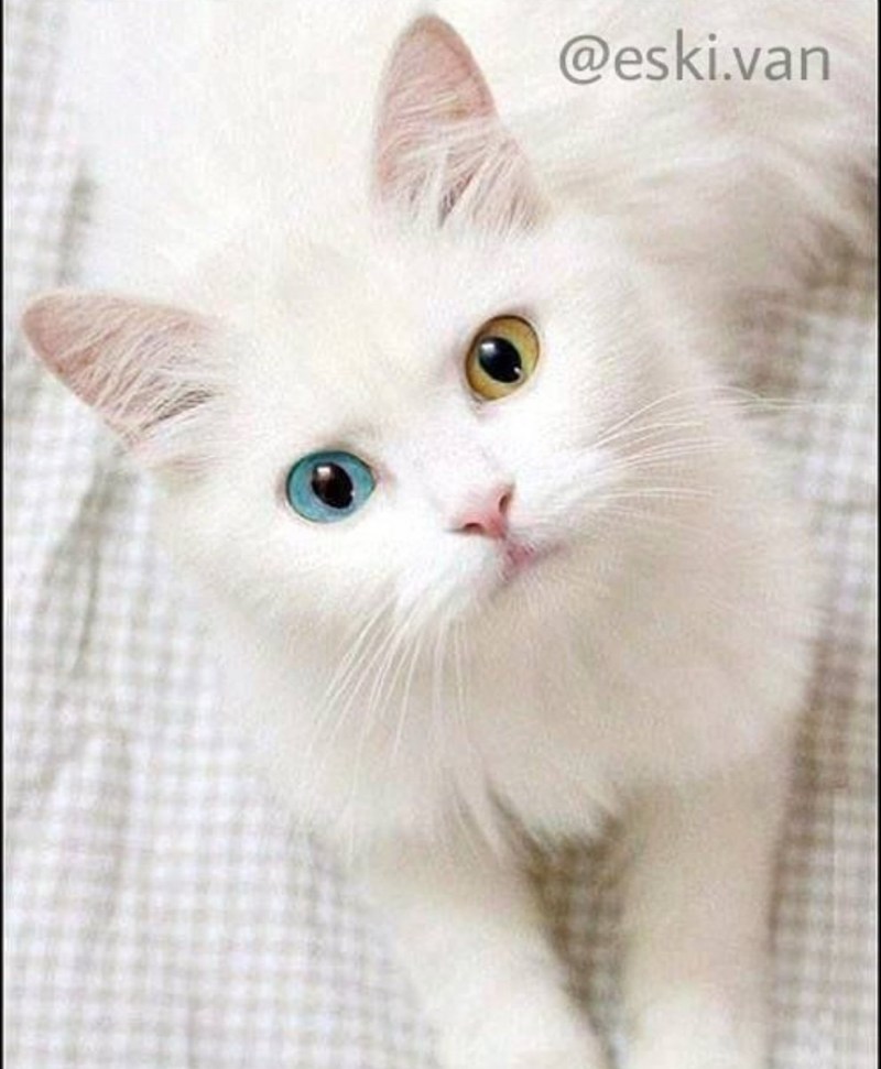 Кошка белая