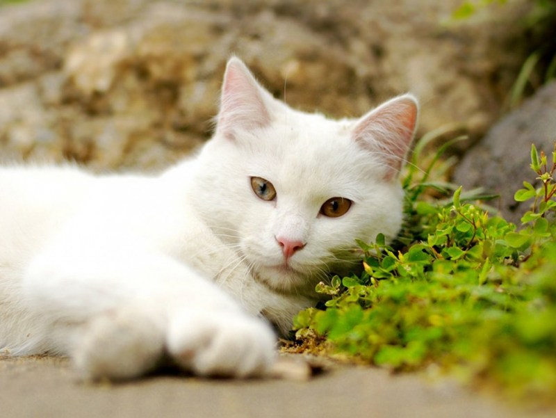 Белые коты