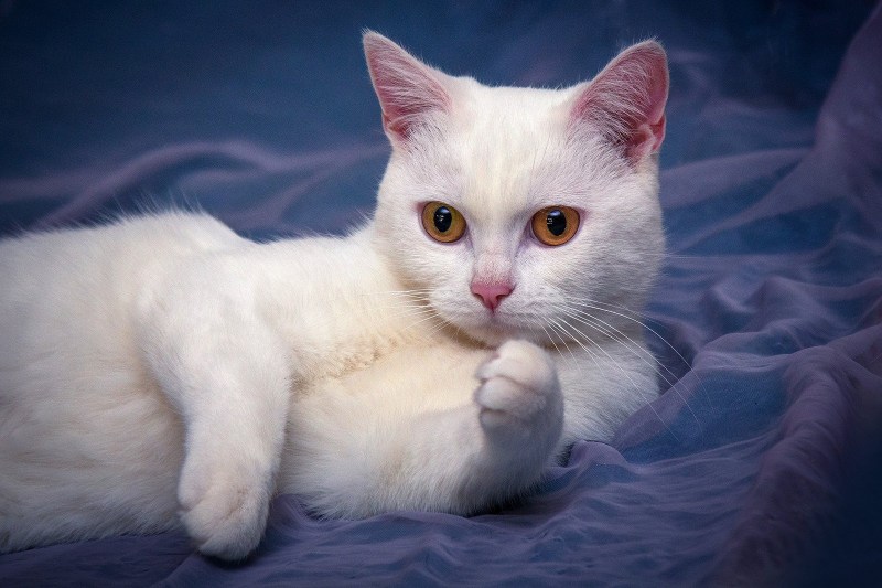 Котята британцы белые
