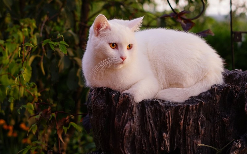 Кошка белая