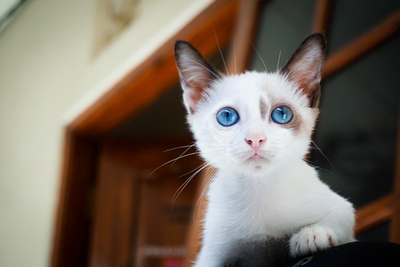 Черный котенок Охос азулес