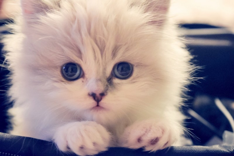 Котенок с милыми глазками