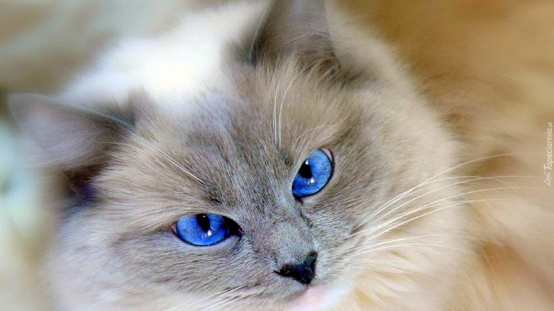 Алтайская голубоглазая кошка