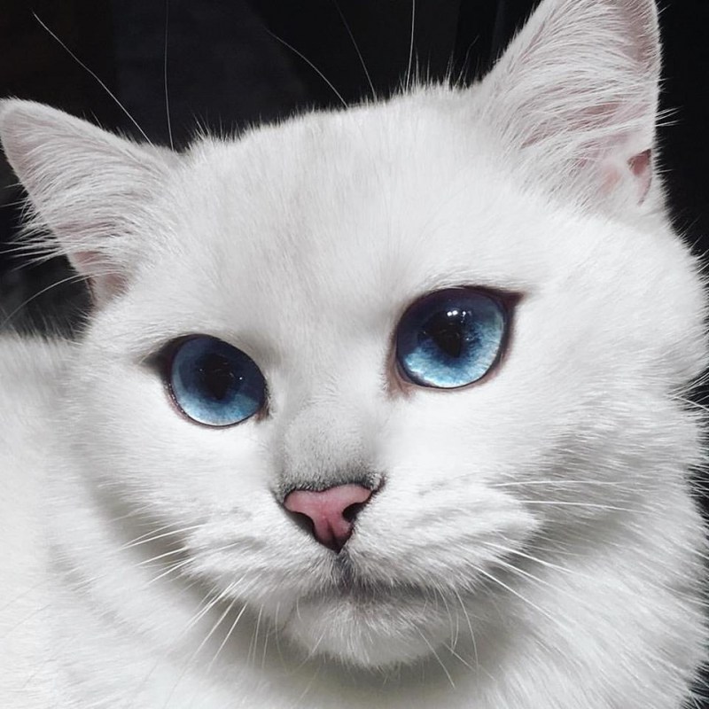 Коби кот