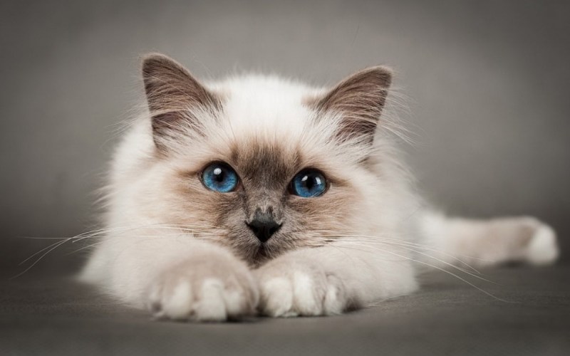 Самые красивые кошки