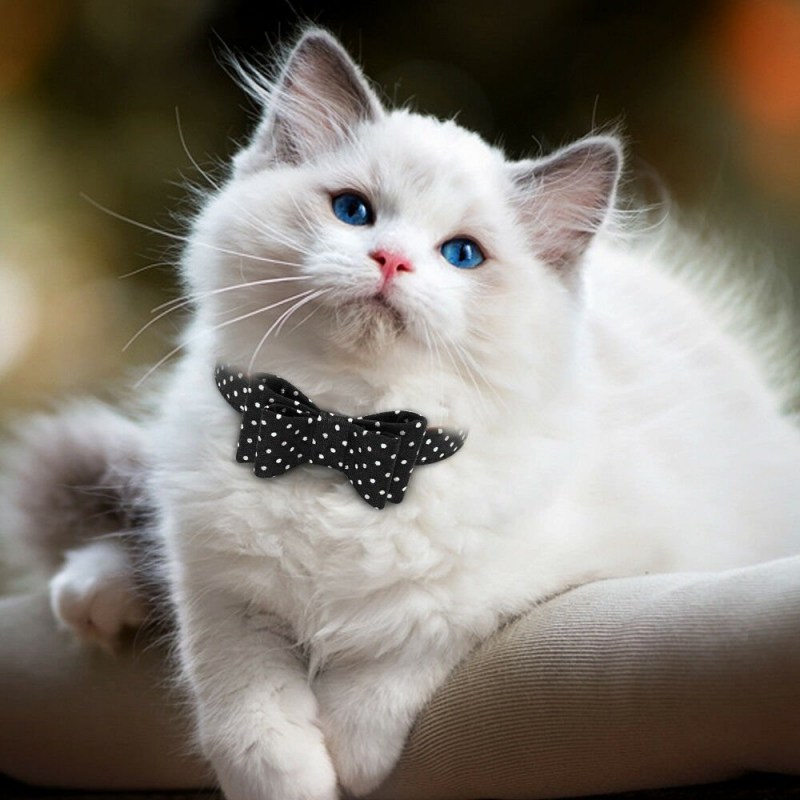 Белый котенок