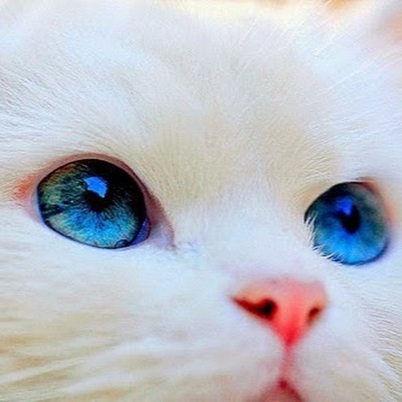 Котята с синими глазами