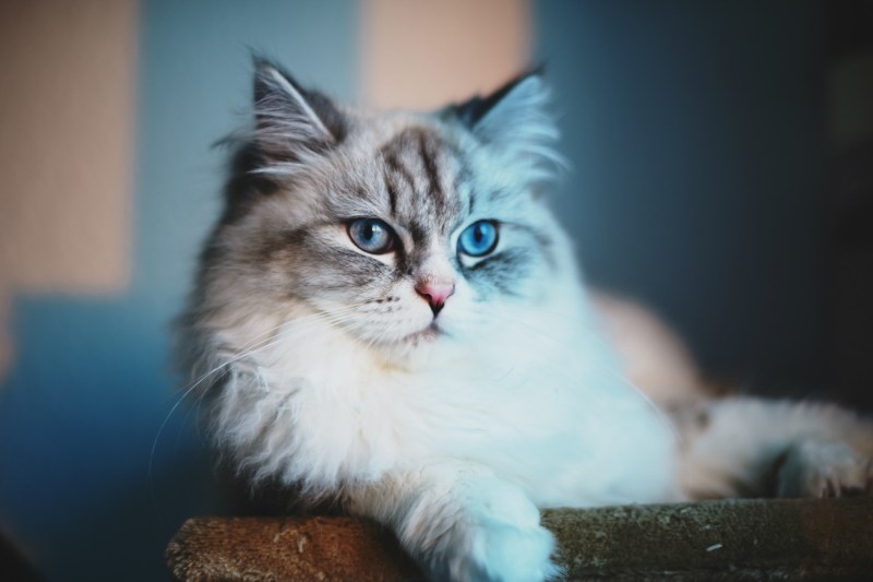 Красивые котики