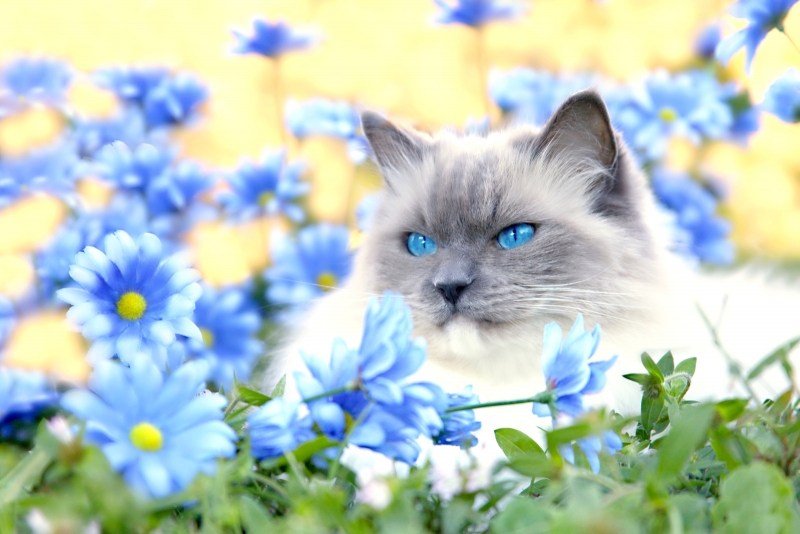 Котенок в цветах