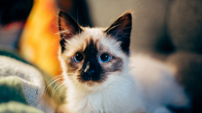 Балинезийская кошка
