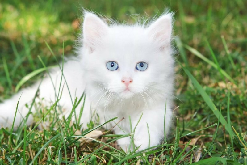 Белый котенок