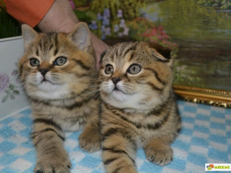 Шотландский кот страйт мрамор на золоте