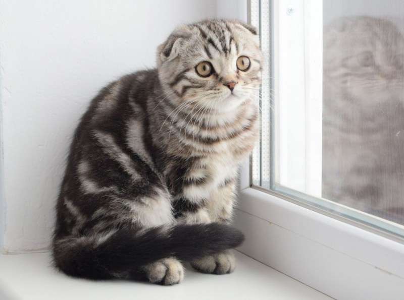 Шотландский кот мраморный табби