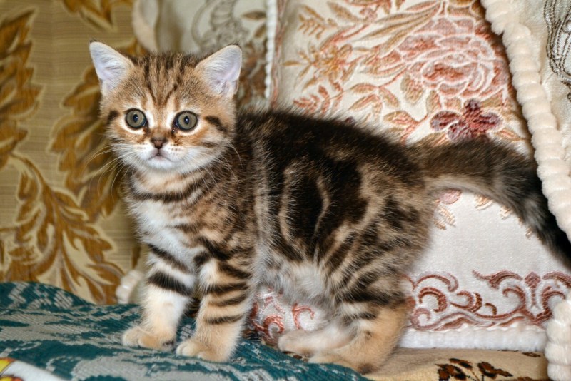 Котёнок шотландский прямоухий мраморный