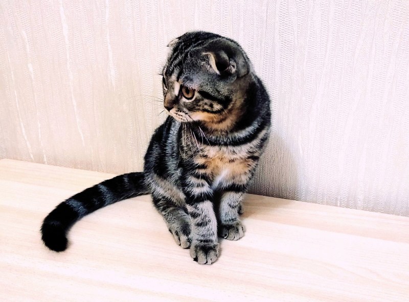 Шотландский страйт мраморный котенок
