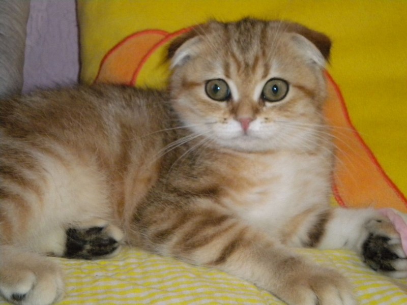 Шотландский скоттиш фолд мраморный