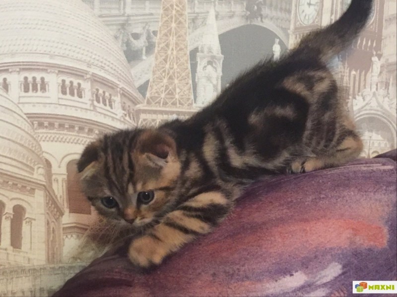 Британец котенок мраморный золотой