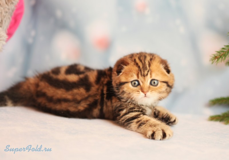Скоттиш фолд вислоухий мраморный
