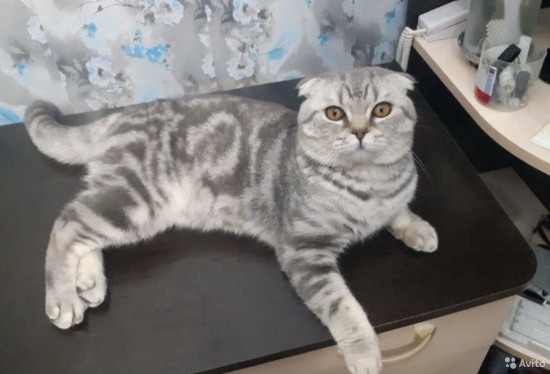 Черный мраморный британец кот