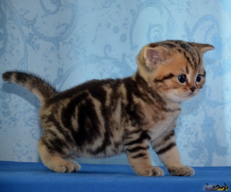 Шотландская прямоухая кошка мрамор