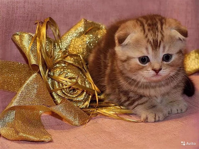 Шотландская скоттиш страйт мрамор на золоте
