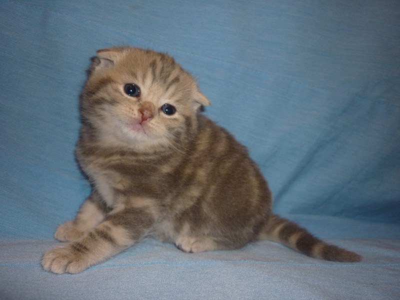 Шотландская вислоухая кошка мраморный табби