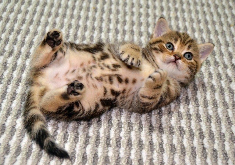 Шотландский вислоухий кот черный мрамор