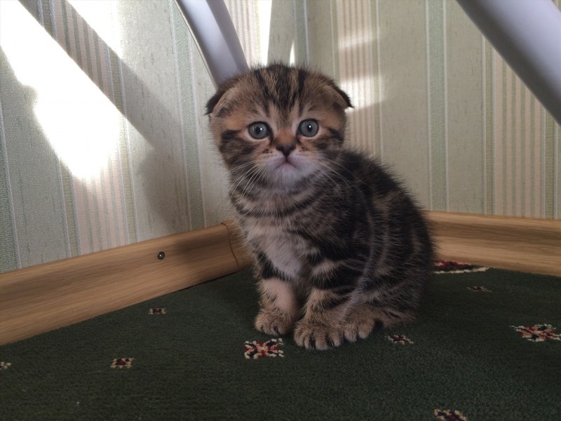 Вислоухие мраморные котята