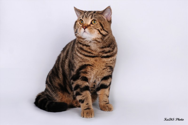 Кот шотландский скоттиш страйт мраморный