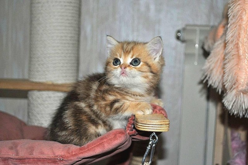 Британский кот вискас мраморный