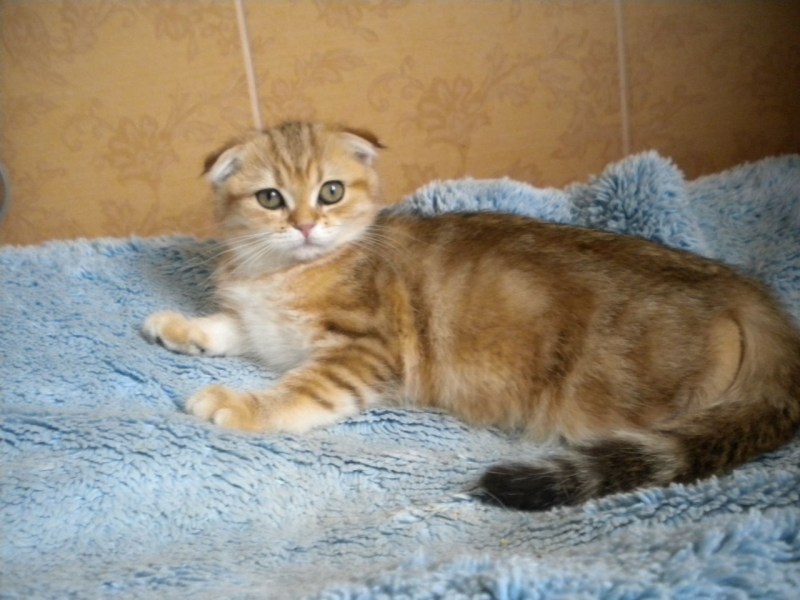 Скоттиш фолд