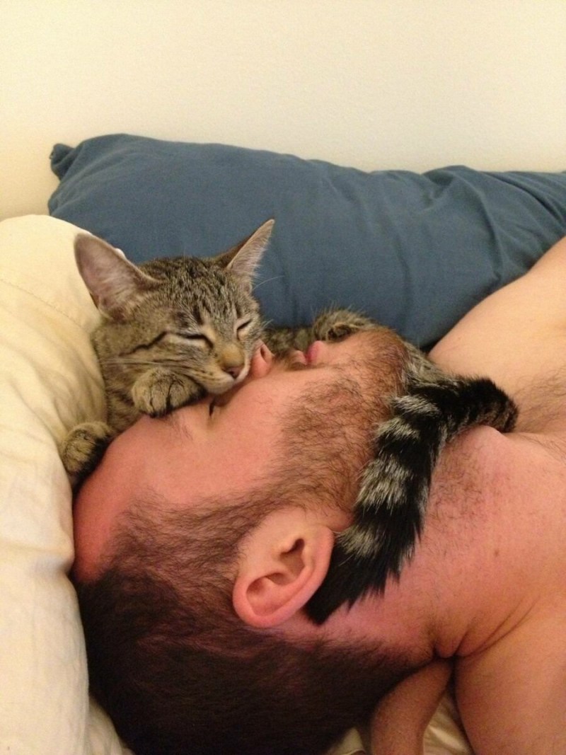 Коты спят с хозяевами