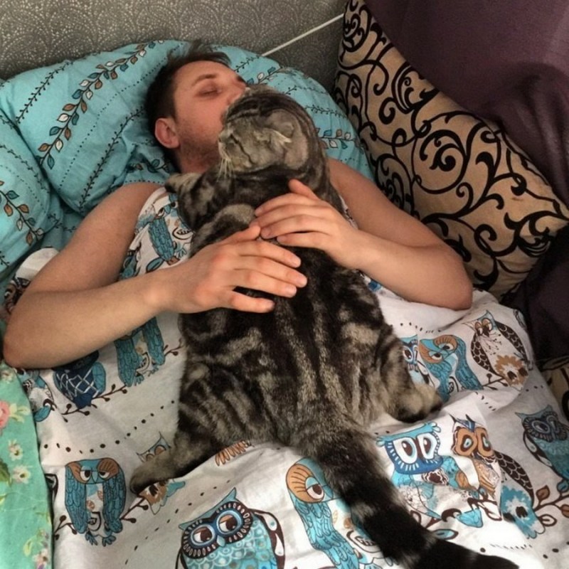Коты спят с хозяевами