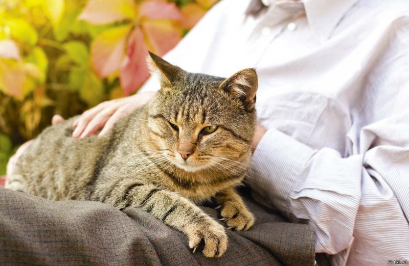 Кошки лекари