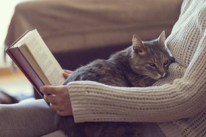 Книга котик