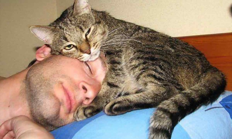 Кот спит на человеке