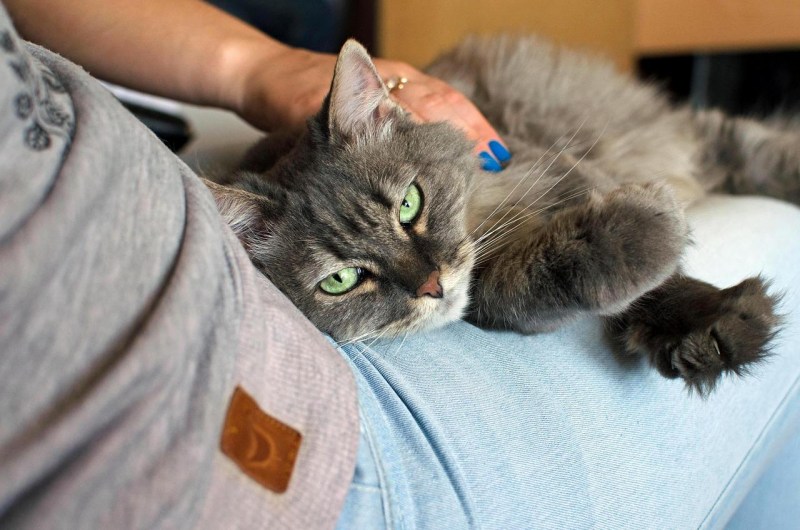Лечебный кот