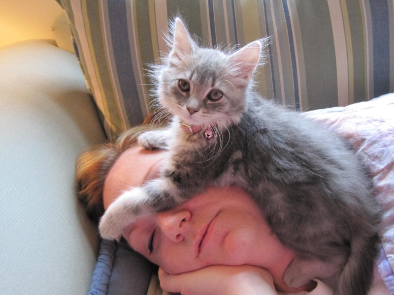 Спящие котики с хозяевами