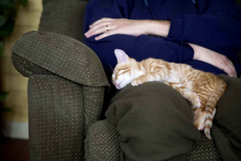 Кот лежит на коленях