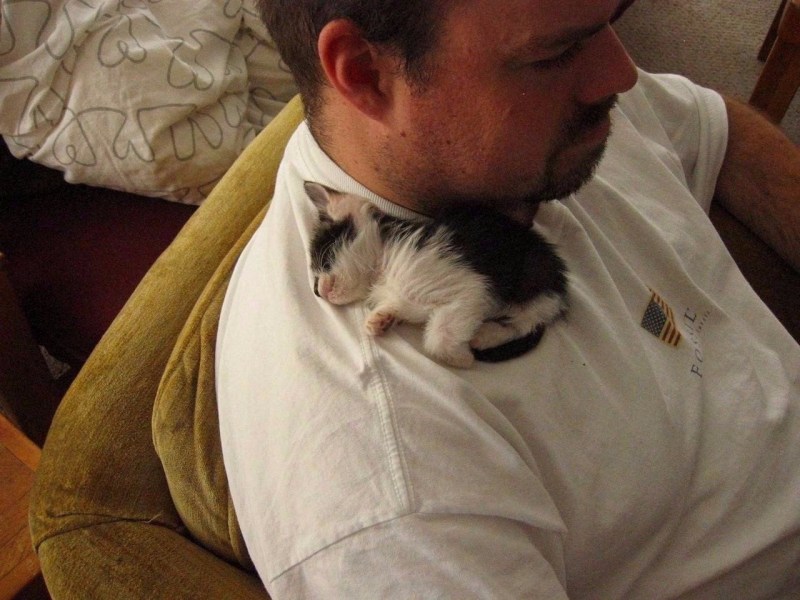 Кот на плече у хозяина