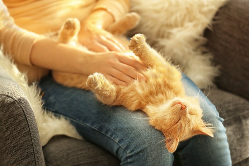 Кошка на коленках