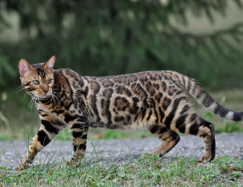 Бенгальский Лесной кот